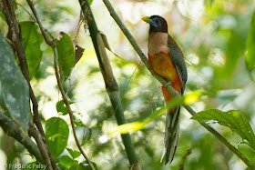 trogon filipino Harpactes ardens