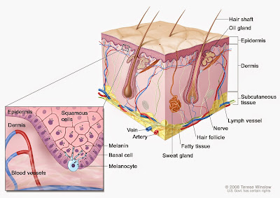 http://my.pearlpoint.org/resources/melanoma-treatment-general-information-about-melanoma