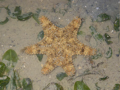 Starfish (Gymnanthenea laevis)