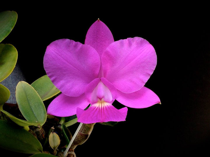 Cattleya walkeriana tipo 'MR'