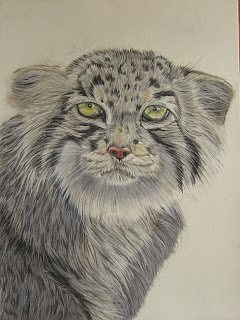 dessin chat pallas