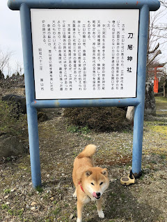 富山県富山市太田南町の刀尾神社（たちおじんじゃ）の案内板と舌なめずりなんかしちゃってとっても可愛い柴犬ゆき富山市