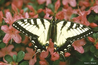 picture of a butterfly