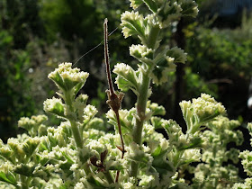 Scented Geranium Prince Rupert with seed at VanDusen Garden