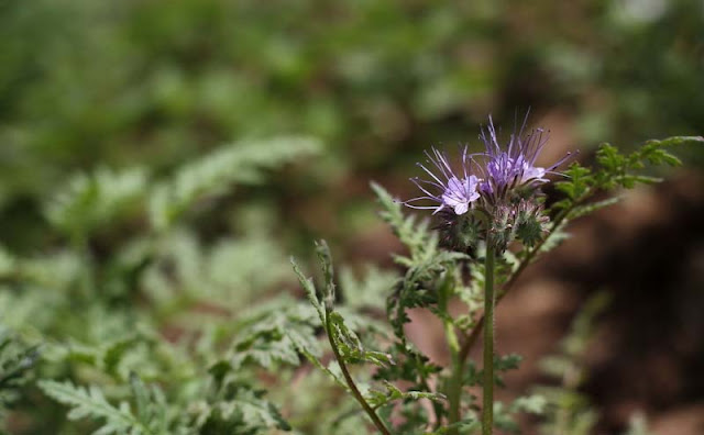 Phacelia Tanacetifolia Flowers Pictures