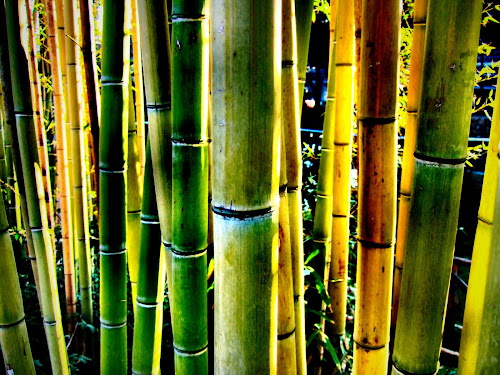 Gambar-Gambar Hutan Bambu Paling Keren