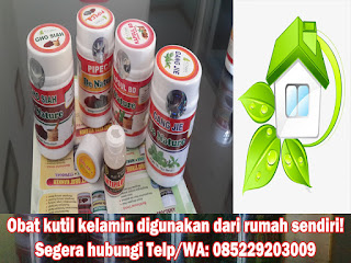 Obat Kutil Kelamin