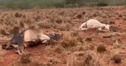 Raio mata 5 cabeças de gado em Fazenda de Macajuba 