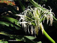 Spider lily, Foster Botanical Garden - Honolulu, HI
