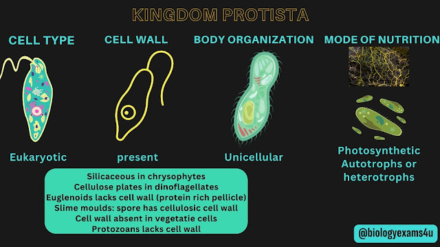 characteristics of kingdom Protist