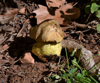 Boletus Impolitus