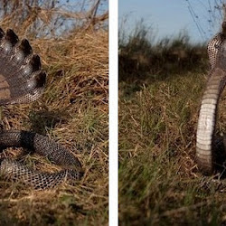 10 head cobra in Sri Lanka Jafna
