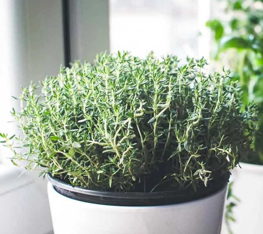 Thyme Plant