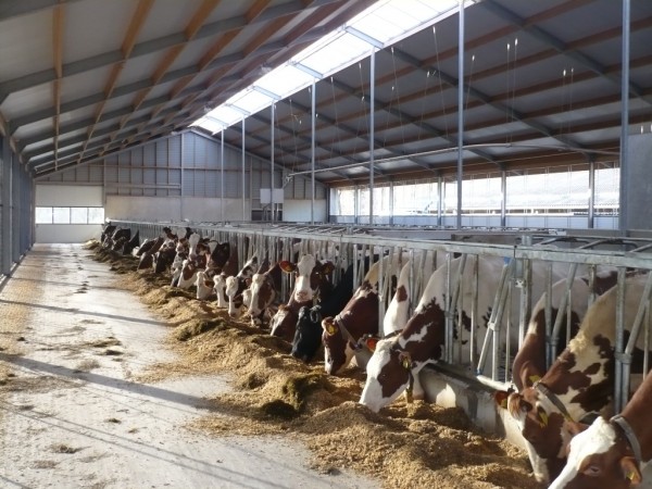 Caldipo: Zero grazing cow shed plan