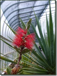 glasgow botanics  bottle brush