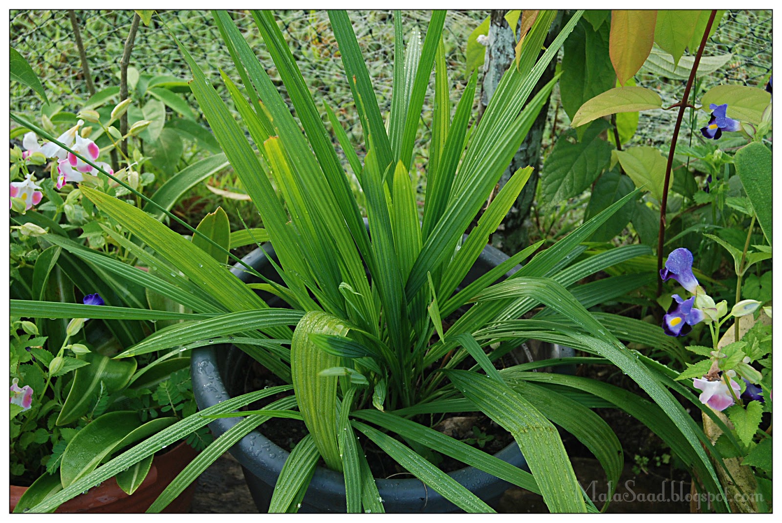 My Green Eye's: Bawang Dayak - Eleutherine palmifolia L. Merr