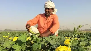 PM Kisan की 12वीं किस्त से पहले हुआ यह महत्वपूर्ण बदलाव, अब ऐसे चेक करें स्टेटस