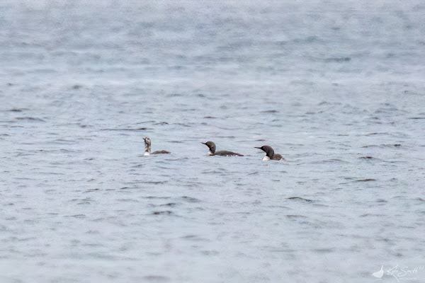 Red-throated diver