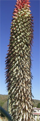 Aloe speciosa flower