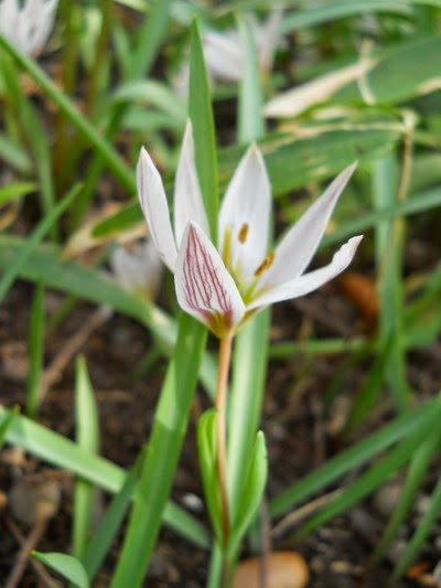 Gambar Bunga Tulipa Edulis