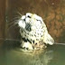 Συγκινητική διάσωση λεοπάρδαλης (Βίντεο)