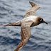 The sooty albatross, dark-mantled sooty 