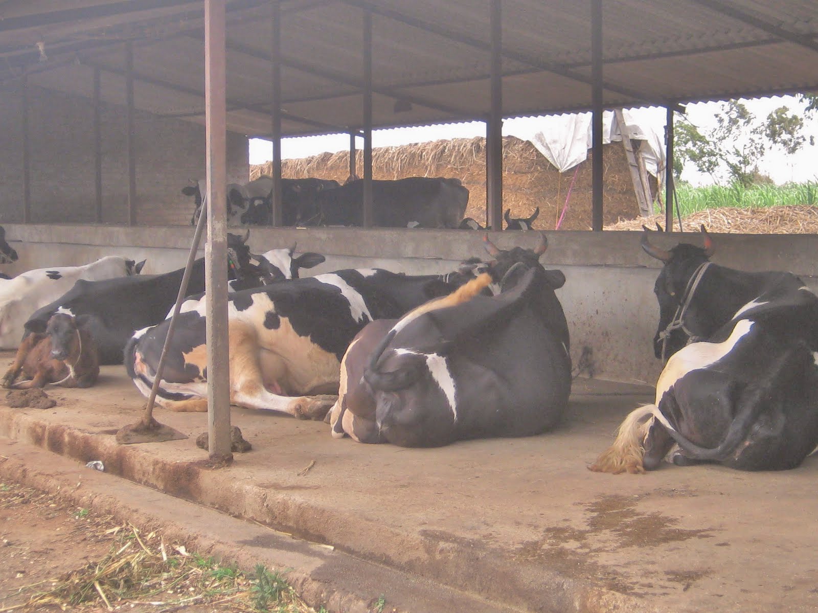modern cow shed in india