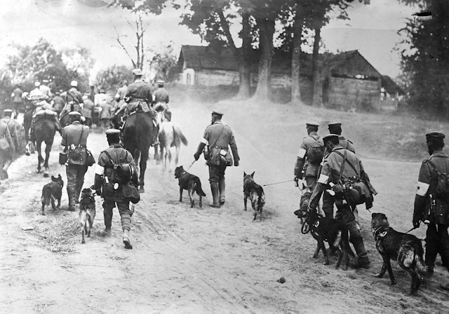 Los animales en la Primera Guerra Mundial