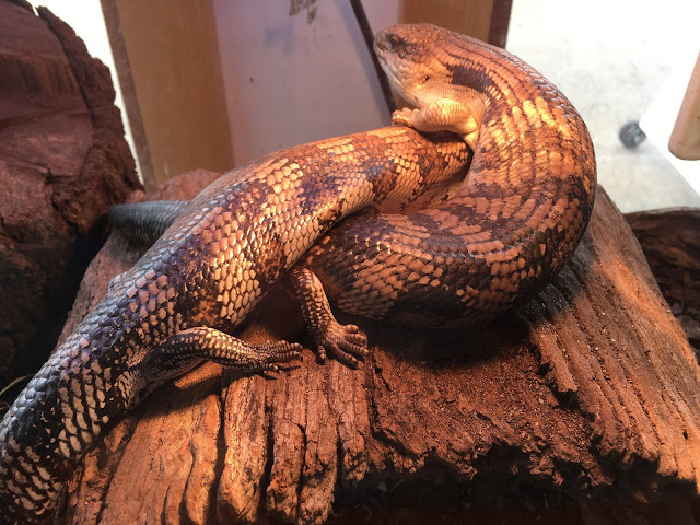 Edendale Farm,  Blue Tongue Lizard