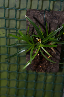 Maxillaria acervata - Bundled Maxillaria care