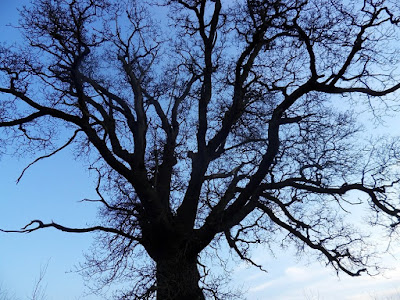 Spooky Tree Picture UK Silhouette