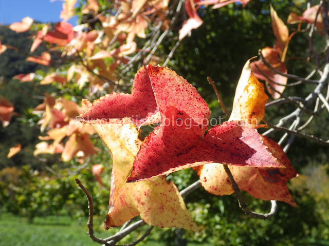 Wuling Farm maple autumn foliage