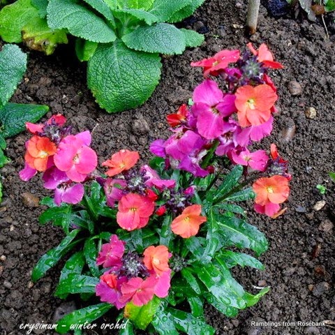 erysimum - winter orchid