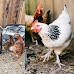 Where in Michigan Can You Have Backyard Chickens?