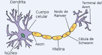 Resultado de imagen para dibujo neurona señalando sus partes