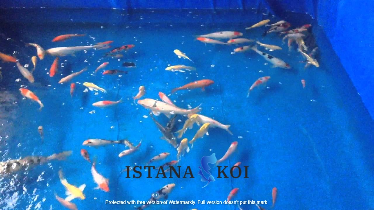 jual ikan koi Periuk Tangerang