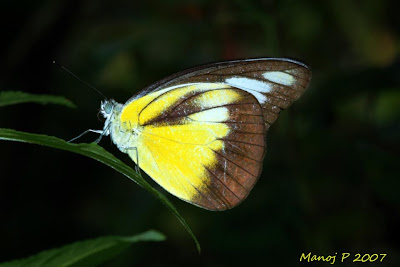 Chocolate Albatross Butterfly