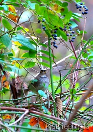2. WT sparrow