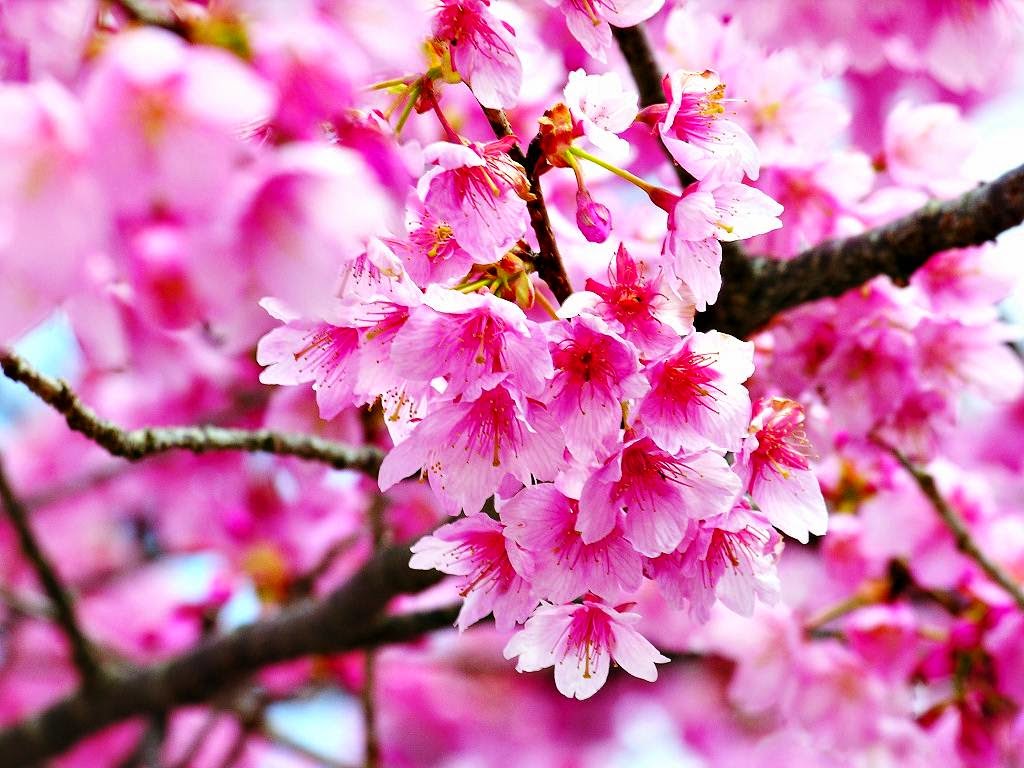 Gambar Wallpaper Bunga Sakura Jepang Cantik Caption Instagram