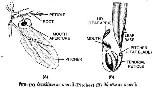 Solutions Class 11 जीव विज्ञान Chapter-5 (पुष्पी पादपों की आकारिकी)