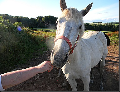 aug 2011 the farm 006