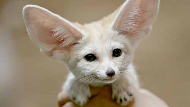 18921-Fennec Fox Animal HD Wallpaperz