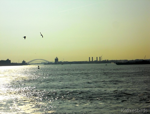 17. New York harbor-kab