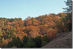Fall-Trees-2