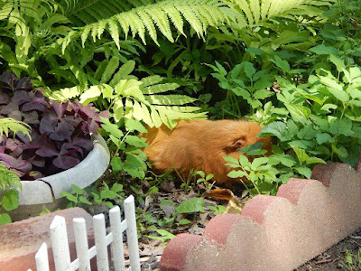 Guinea pig sleeping in ferns