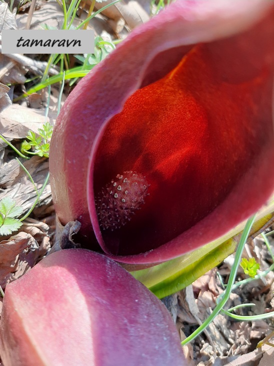 Связноплодник почколистный (Symplocarpus renifolius)