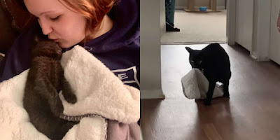 Gatito ama tanto su manta de "bebé" que la lleva a todas partes