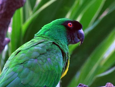 Papagayo enmascarado: Prosopeia personata