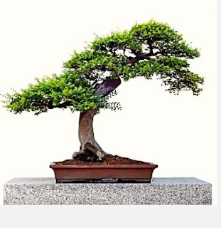 Ashari Anhar Tanaman Bonsai 