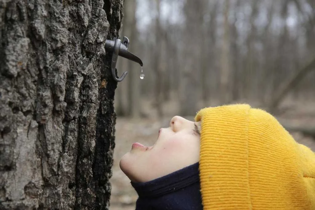 Sugar maples disappear due to global warming